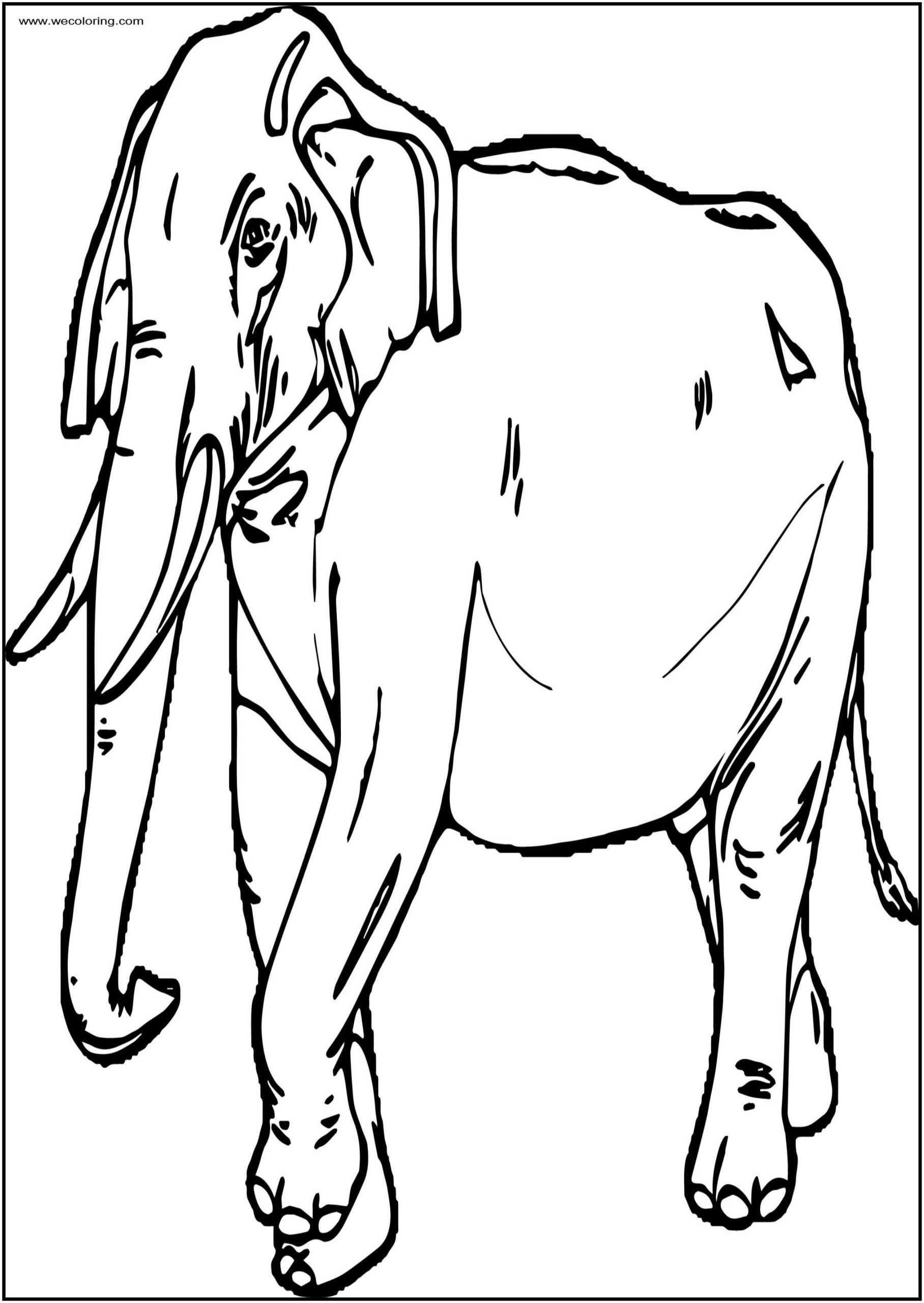 Coloring Pages : Coloring Color Elephant Free Kids Print Throughout Blank Elephant Template